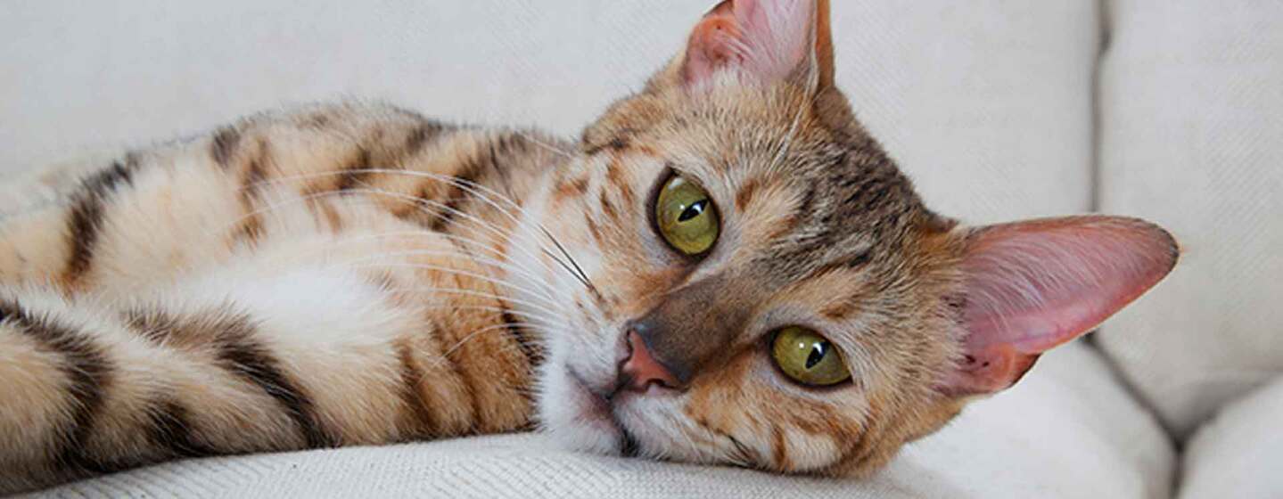 Que signifie la perte de poils chez le chat ?